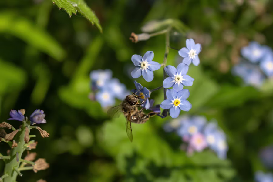 A bee on a forget me not 